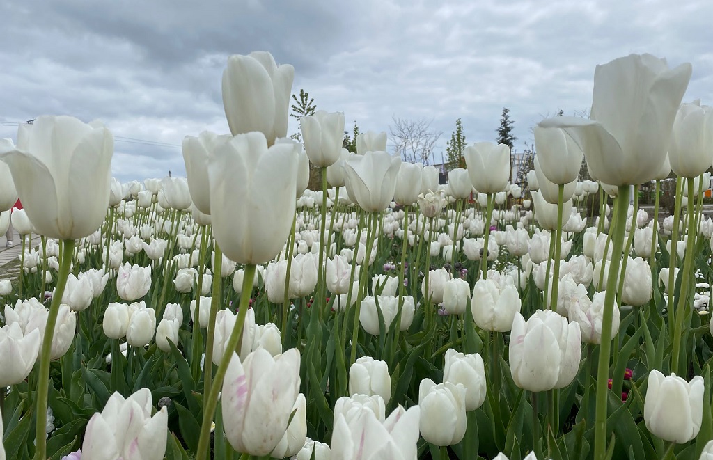 Witte tulpen steken af tegen een donkergrijs wolkendek